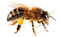 Bee PNG 3