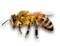 Bee PNG 4