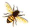 Bee PNG 5