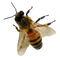 Bee PNG 6