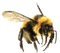 Bee PNG 7