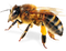 Bee PNG 8