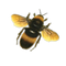 Bee PNG 9