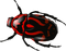 Beetle Free Download PNG