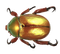 Beetle Free PNG Image