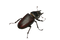 Beetle PNG Clipart