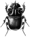 Beetle PNG File