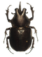 Beetle PNG HD