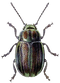 Beetle PNG Image