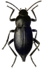 Beetle PNG Picture