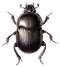 Beetle PNG