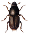 Beetle Transparent