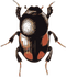 Beetle