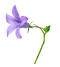 Bellflower PNG Image