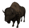 Bison PNG File Download Free