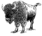 Bison PNG File