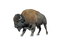 Bison PNG HD Image