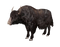 Bison PNG High Quality Image