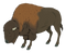 Bison PNG Image