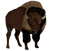 Bison PNG Transparent HD Photo