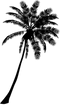 Black Coconut Tree PNG