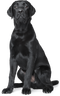 Black Dog PNG Clipart