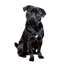 Black Dog PNG Download Image