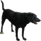 Black Dog PNG File