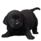 Black Dog PNG Free Download