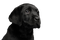 Black Dog PNG Free Image