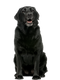 Black Dog PNG High Quality Image