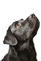 Black Dog PNG Image File