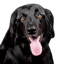 Black Dog PNG Image HD