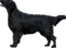 Black Dog PNG Photo