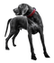 Black Dog PNG Picture