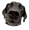 Black Dog PNG