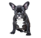 Black French Bulldog PNG Clipart