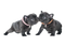 Black French Bulldog PNG Image