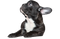 Black French Bulldog PNG Picture