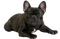 Black French Bulldog PNG