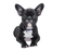 Black French Bulldog