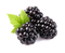 Blackberry Fruit Free Download PNG