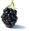 Blackberry Fruit PNG Clipart