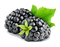 Blackberry Fruit PNG HD