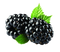 Blackberry Fruit PNG Image