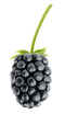 Blackberry Fruit PNG Pic