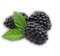 Blackberry Fruit Transparent