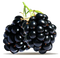 Blackberry Fruit