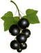 Blackcurrant Fruit PNG Free Image