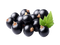 Blackcurrant Fruit PNG Image File